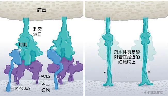 南京德尔塔病毒-南京德尔塔病毒从何而来-第1张图片
