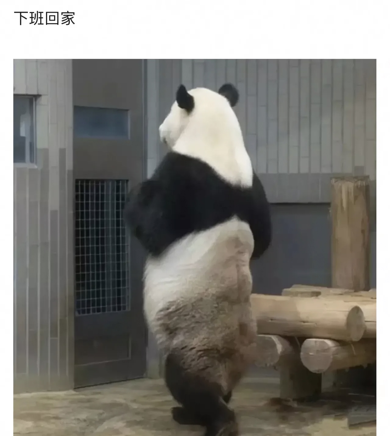 带你了解“终于知道熊猫麻将到底有没有挂”确实是有挂-第2张图片