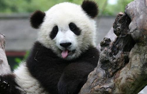 分享干货“熊猫麻将可以调胜率吗”其实真的确实有挂-第2张图片