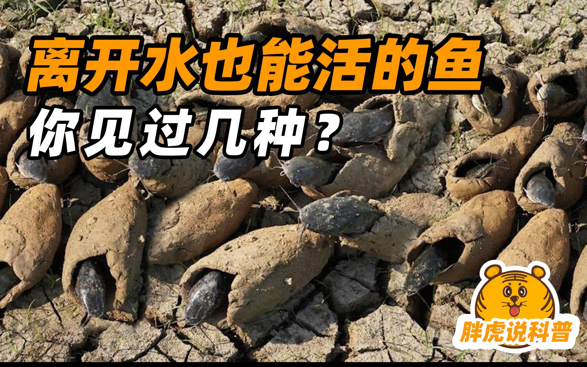 分享科普“手机上玩水鱼开挂”挂辅助教程-第1张图片