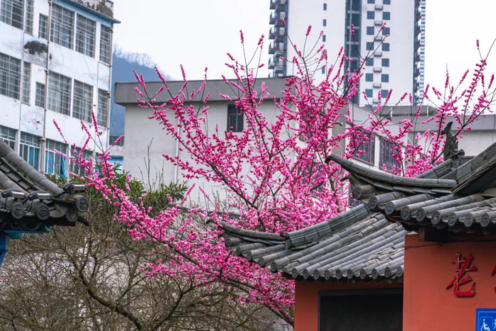 查到实测辅助“镇雄关春天怎么知道别人开挂”详细开挂玩法-第2张图片